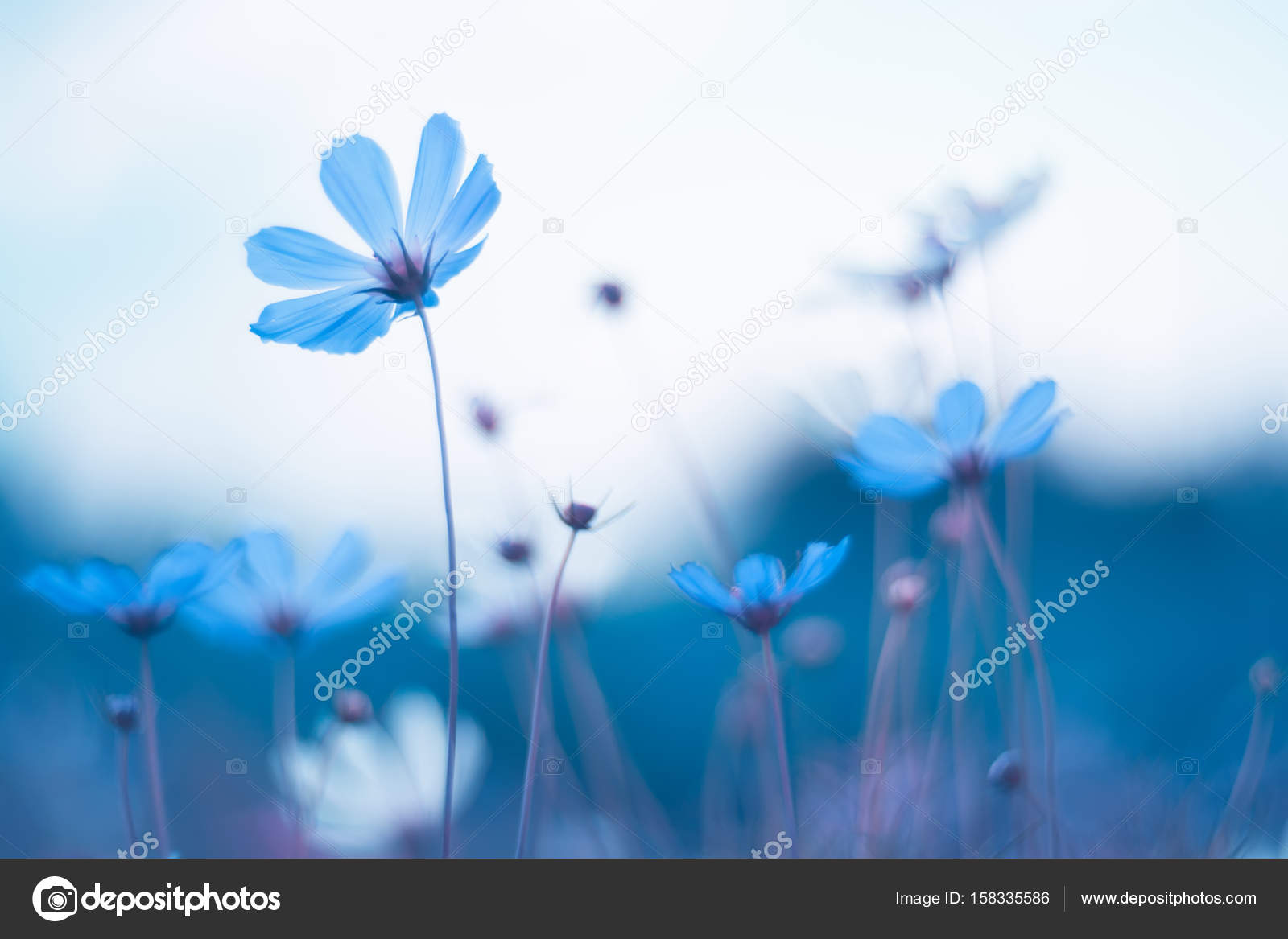 Delicate Blue Flowers Blue Cosmos With Beautiful Toning Artistic Image Of Flowers Stock Photo Image By C Juliza1971 Delicate Blue Flowers Blue Cosmos With Beautiful Toning Artistic Image Of Flowers Stock Photo Image By C Juliza1971