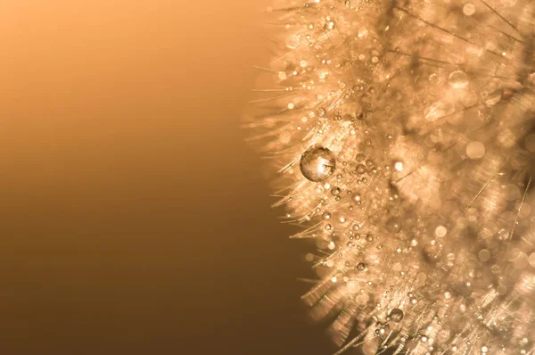 Water droplets on a dandelion with sunlight. Abstract beautiful macro of a dandelion.Dandelion at sunset