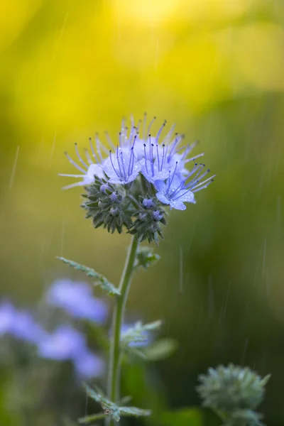 Flowers in the rain. Blue flowers outdoors