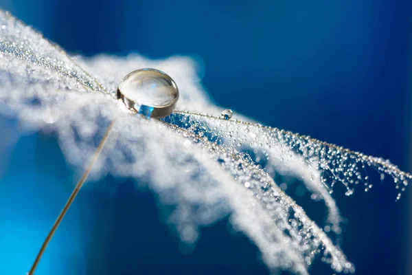 Dandelion with drops of water in the form of lace. dandelion seeds with dew drops, selective focus.