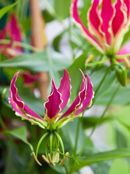 Un fiore Gloriosa superba — Foto Stock