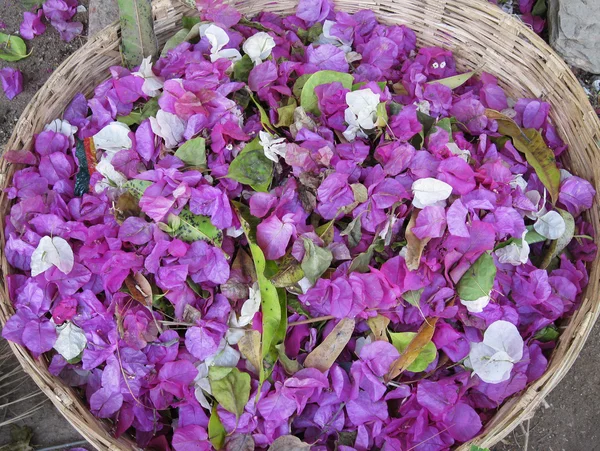 Bloemblaadjes verzameld voor gebruik in potpourri — Stockfoto