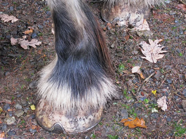 The hoof of a workhorse — Stock Photo, Image