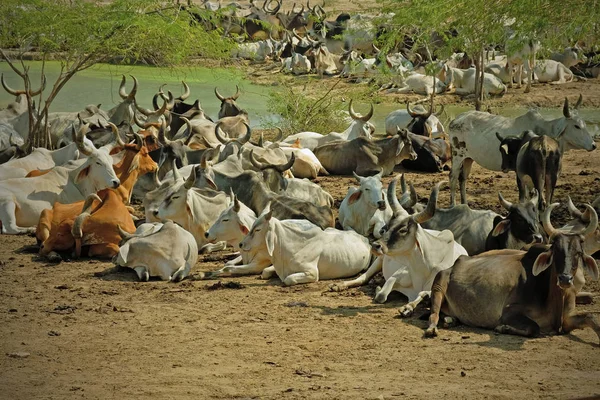 A víztől, Indiában pihenésre szarvasmarha állomány — Stock Fotó