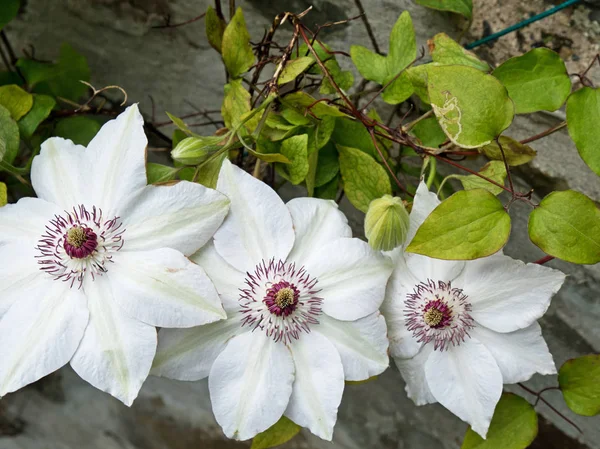 Eine blühende clematis pflanze (miss bateman ) — Stockfoto