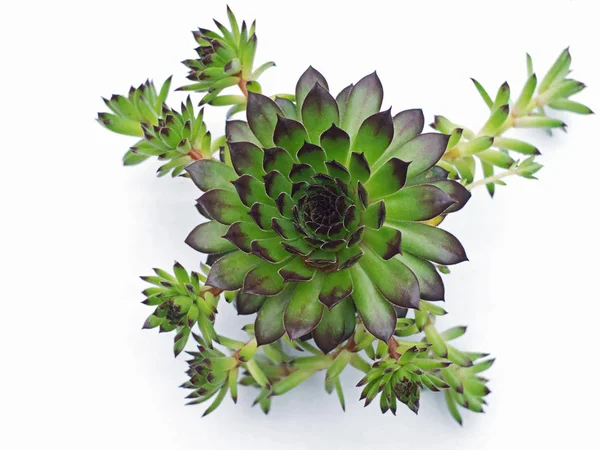 İzole Sempervivum calcareum bitki — Stok fotoğraf
