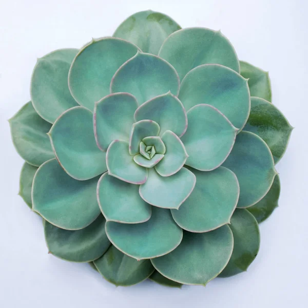 An isolated Echeveria plant — Stock Photo, Image