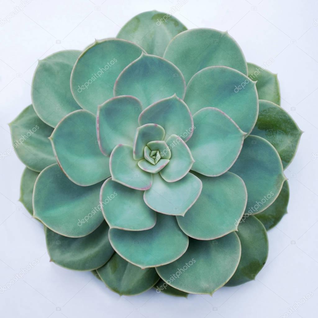 An isolated Echeveria plant