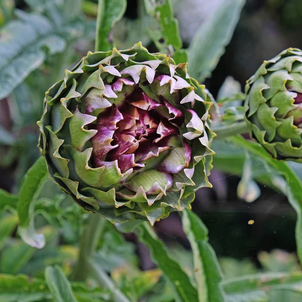 Globe Fiore di carciofo che inizia ad aprirsi — Foto Stock