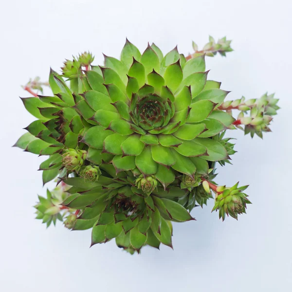 Eine sempervivum calcareum Pflanze — Stockfoto