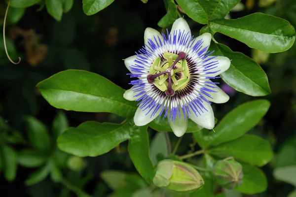 Passion Flower (Passiflora caerulea ) — Stockfoto
