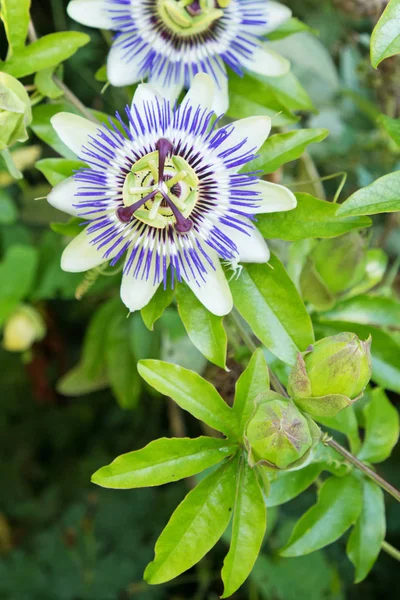 Passionsblommor i blom i en engelsk trädgård — Stockfoto