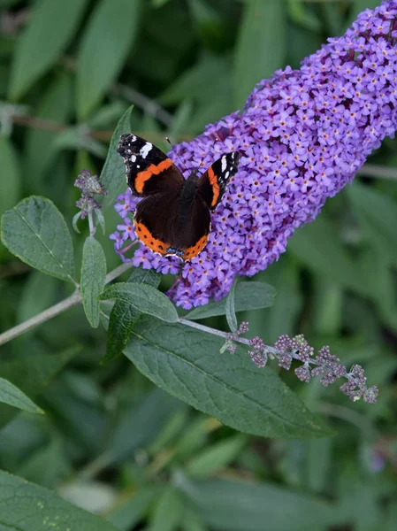 Красная адмиральская бабочка (Ванесса аталанта) в английском саду летом — стоковое фото