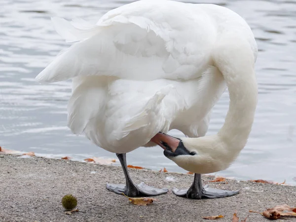 Bending over backwards to be clean — Stock Photo, Image