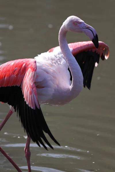 Adult Greater Flamingo Phoenicopterus Roseus — Stock Photo, Image