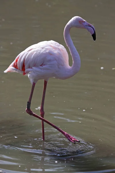 Greater Flamingo Phoenicopterus Roseus — Stock Photo, Image