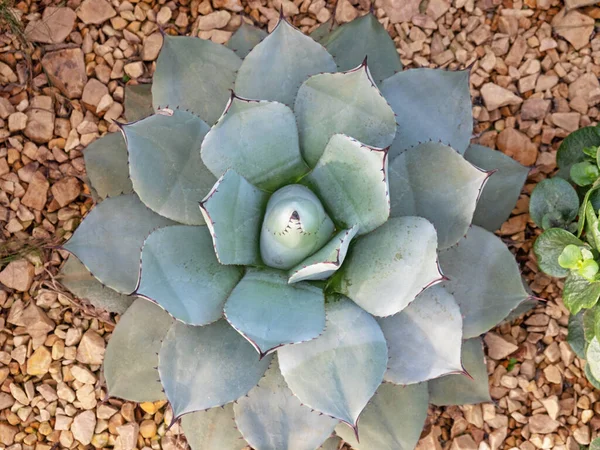 Agave Agave Parryi Originaria Delle Americhe — Foto Stock