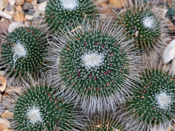 Vista Vicino Una Specie Cactus Nota Come Mammillaria Parkinsonii — Foto Stock
