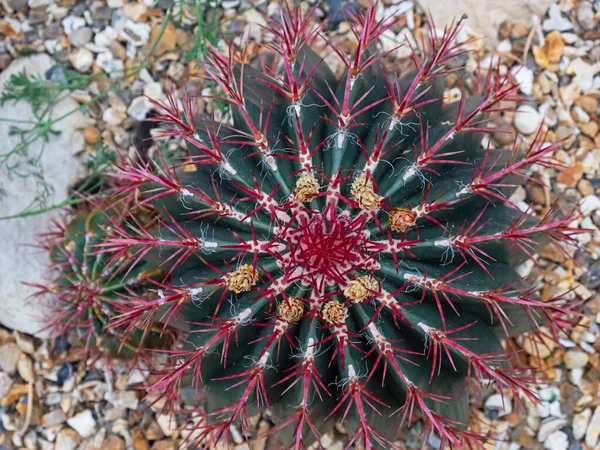 Belo Espécime Cacto Barril Conhecido Como Ferocactus Gracilis — Fotografia de Stock