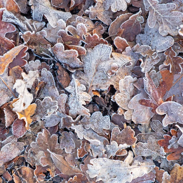 A carpet of formed frosted leaves in a public park in winter UK