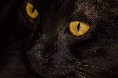 Cozumel Iguana okyanus boyunca