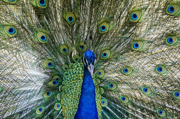 Pavão com muitas cores em suas penas — Fotografia de Stock