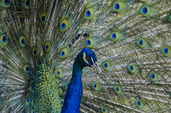 Peacock with many colors on its feathers — Stock Photo, Image