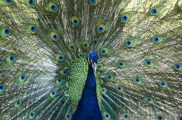 Павлин со множеством цветов на его перьях — стоковое фото