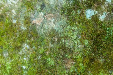 Kosta Rika'da Moss Doku