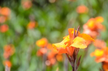 Canna Lilly Kosta Rika'da