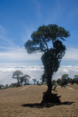 Kosta Rika bulutların üzerinde ağaç