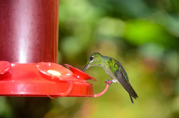 Hummingbird Étkezési Costa Rica — Stock Fotó