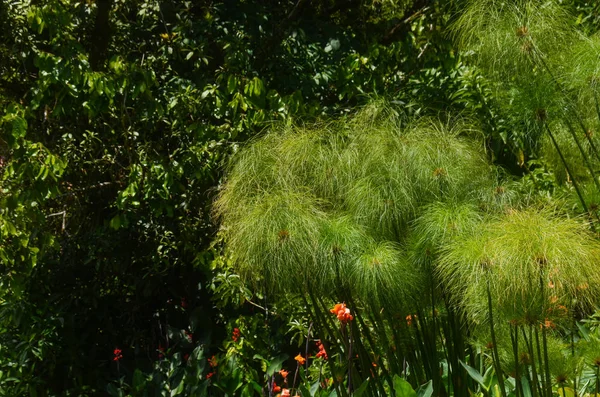 Tropischer Garten Costa Rica — Stockfoto