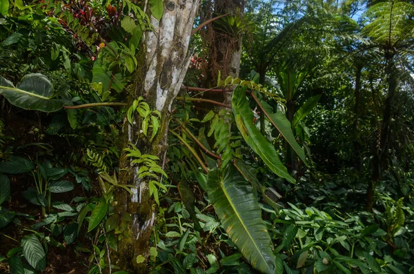 Trópusi Kert Costa Rica — Stock Fotó