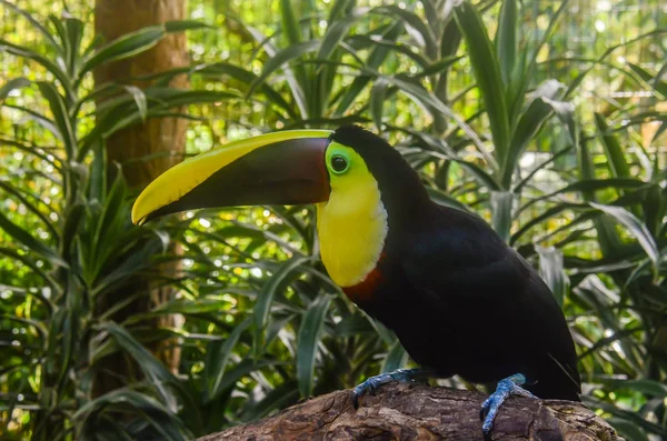 巨嘴鸟在哥斯达黎加 — 图库照片