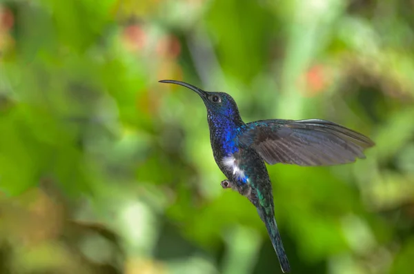 Hummingbird Costa Rica — Stock Photo, Image