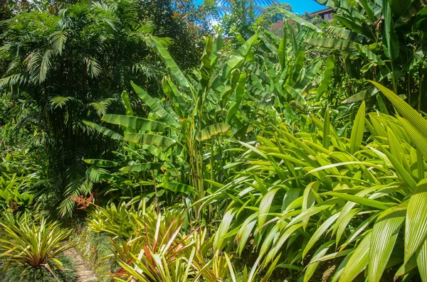 Tropical Garden Costa Rica — Stockfoto