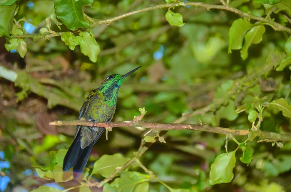 在哥斯达黎加的蜂鸟 — 图库照片