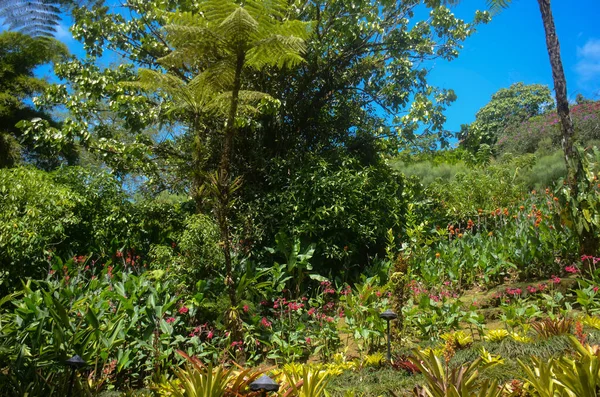 Tropical Garden Costa Rica — Stockfoto