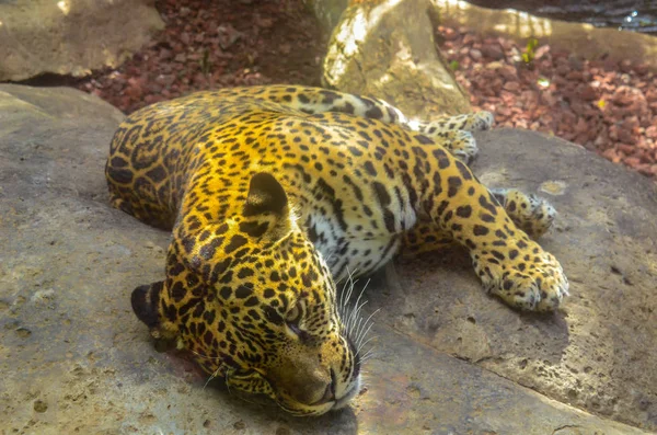 Jaguar Repos Costa Rica — Photo