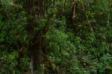 Kosta Rika tropikal yağmur ormanları