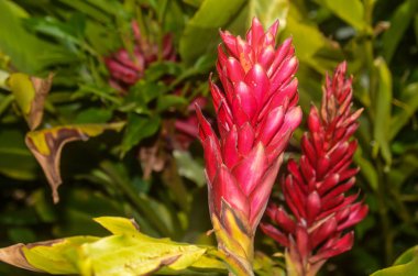 Alpinia purpurata Kosta Rika