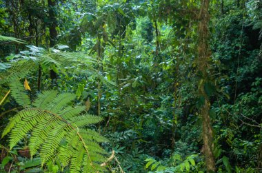 Kosta Rika Yağmur Ormanı Yaprakları