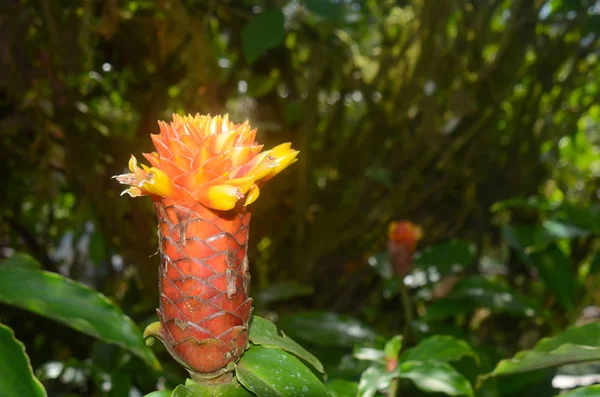 Costus Flower Bij Costa Rica — Stockfoto