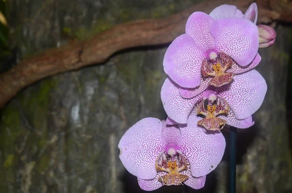 Орхидеи Коста Рике — стоковое фото
