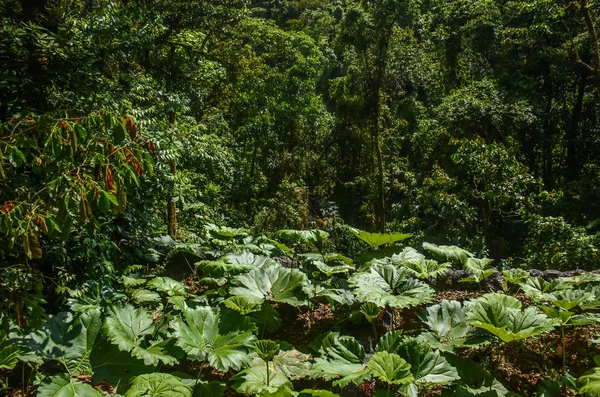 Costa Rica Tropisk Regnskog — Stockfoto