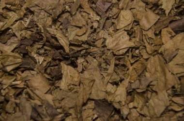 El yapımı geleneksel Meksika puro