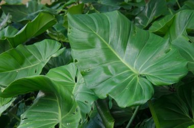 Ormanın yeşil yaprakları