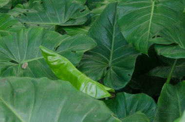 Ormanın yeşil yaprakları