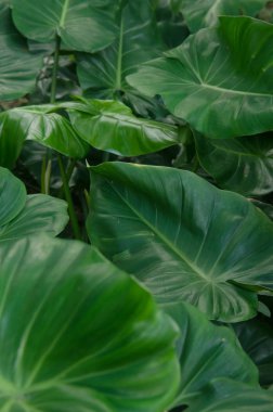 Ormanın yeşil yaprakları